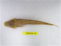 藏品(郎氏針鯒)的圖片